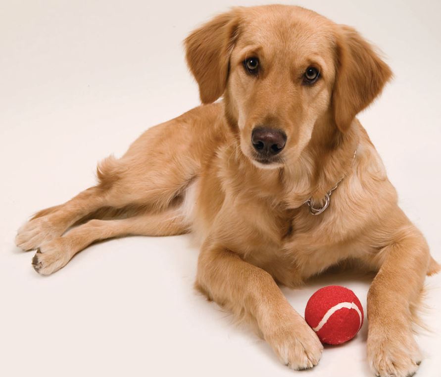 Ideas de regalos para mascotas y veterinarias