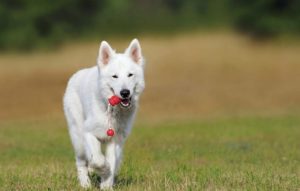 Ideas de regalos para mascotas y veterinarias