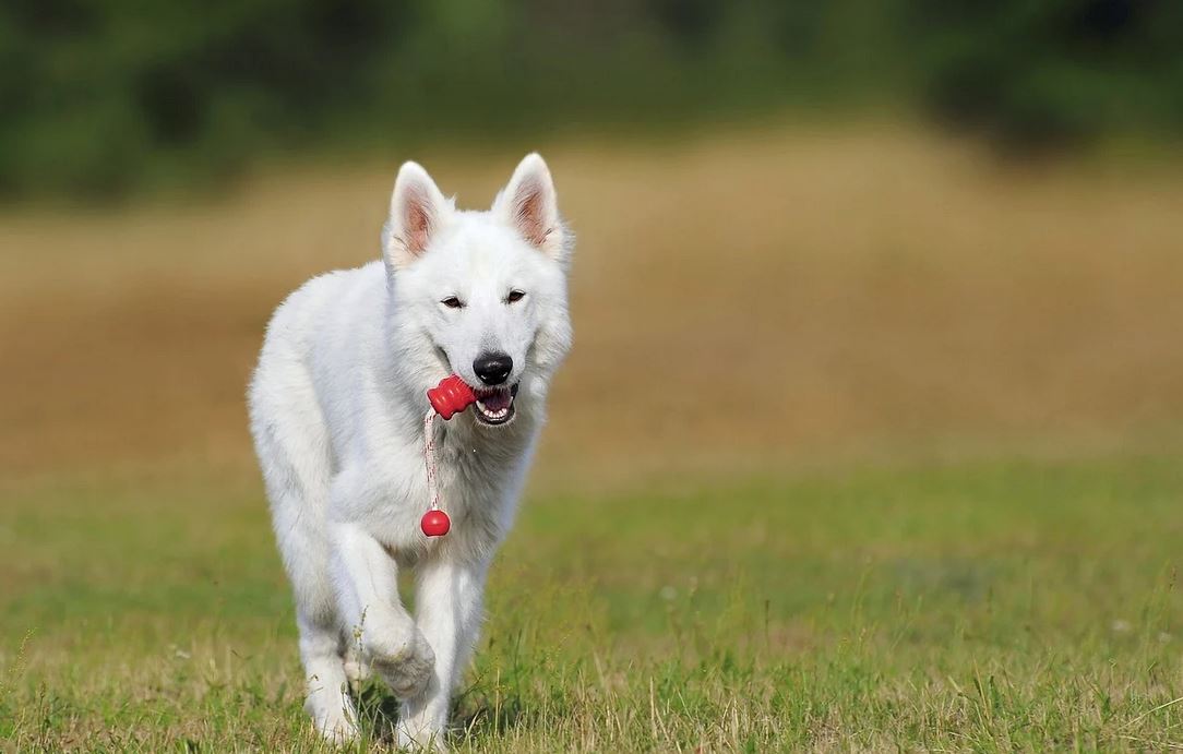 Ideas de regalos para mascotas y veterinarias