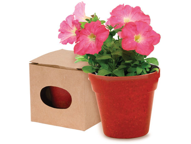 maceta con semilla de petunia biodegradable