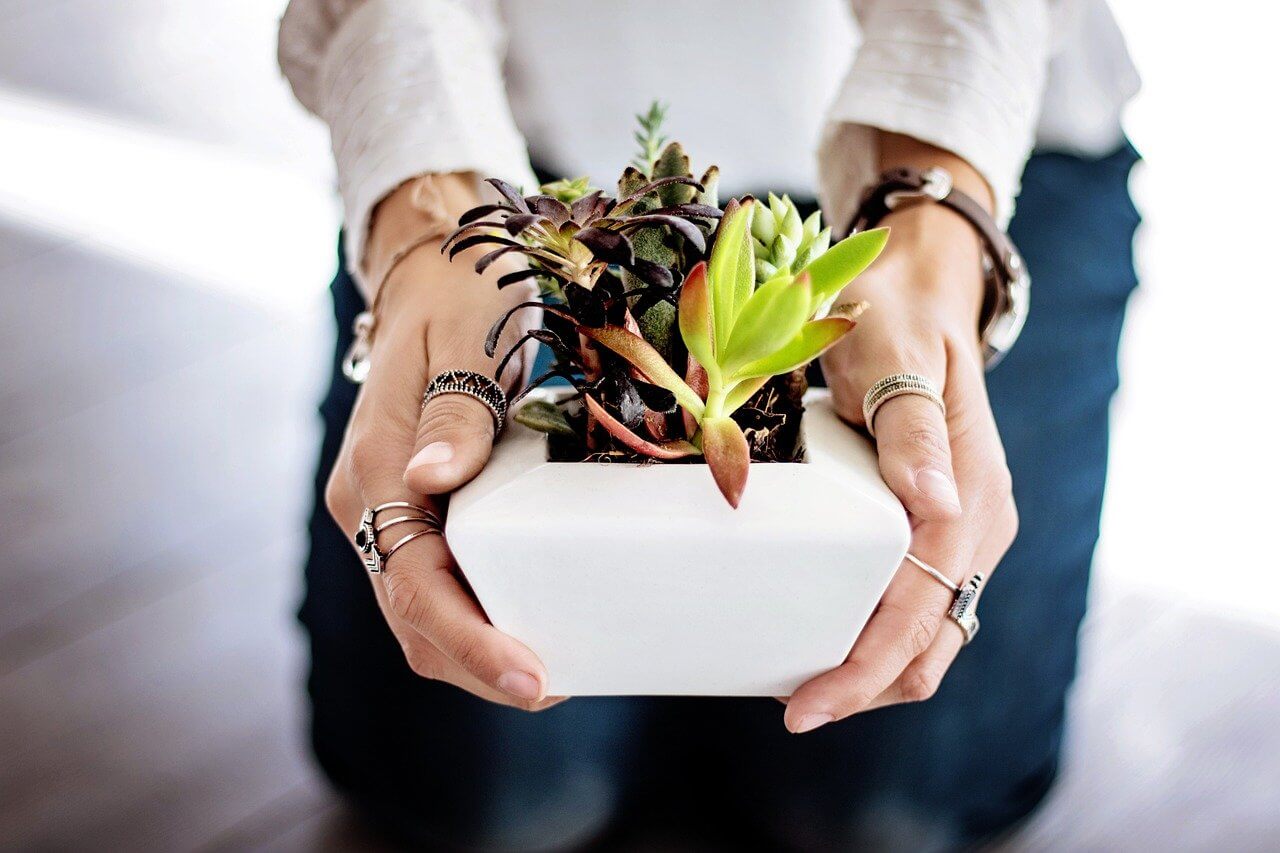 plantas personalizadas