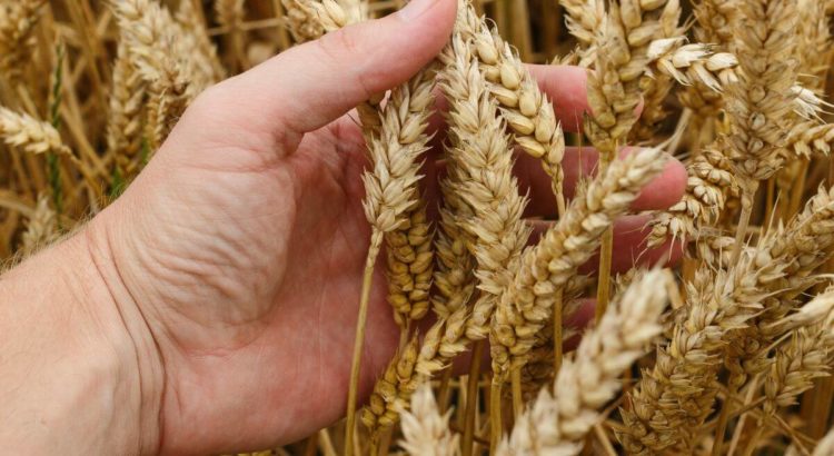 Wheat Straw o paja de trigo