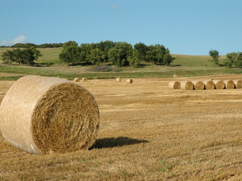 Ventajas de la paja de trigo
