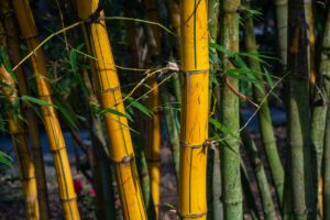 Bambú